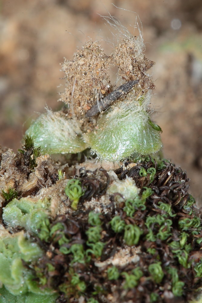 Riccia glauca L. ???